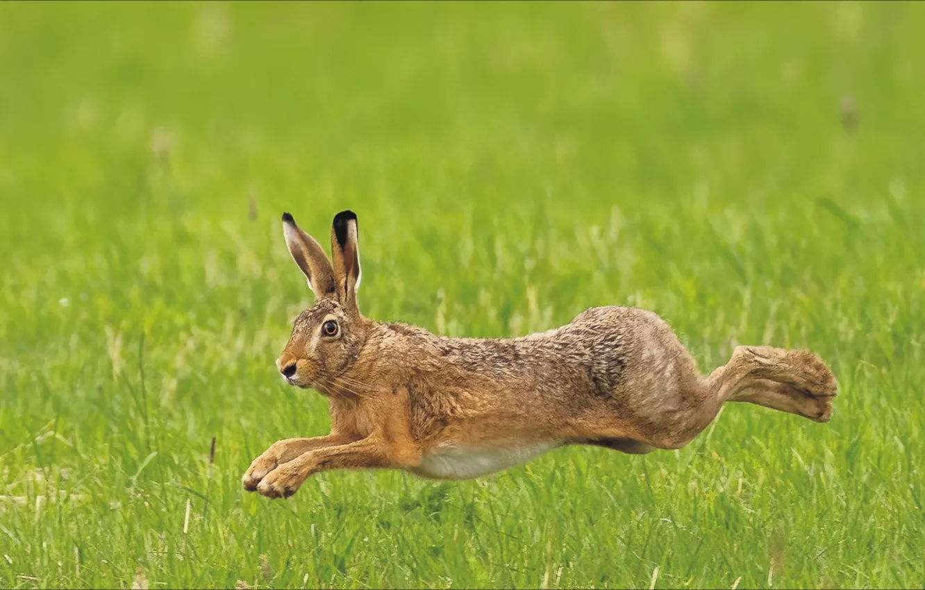 Photo wallpaper hare, nature, rabbit, nimble, jamping