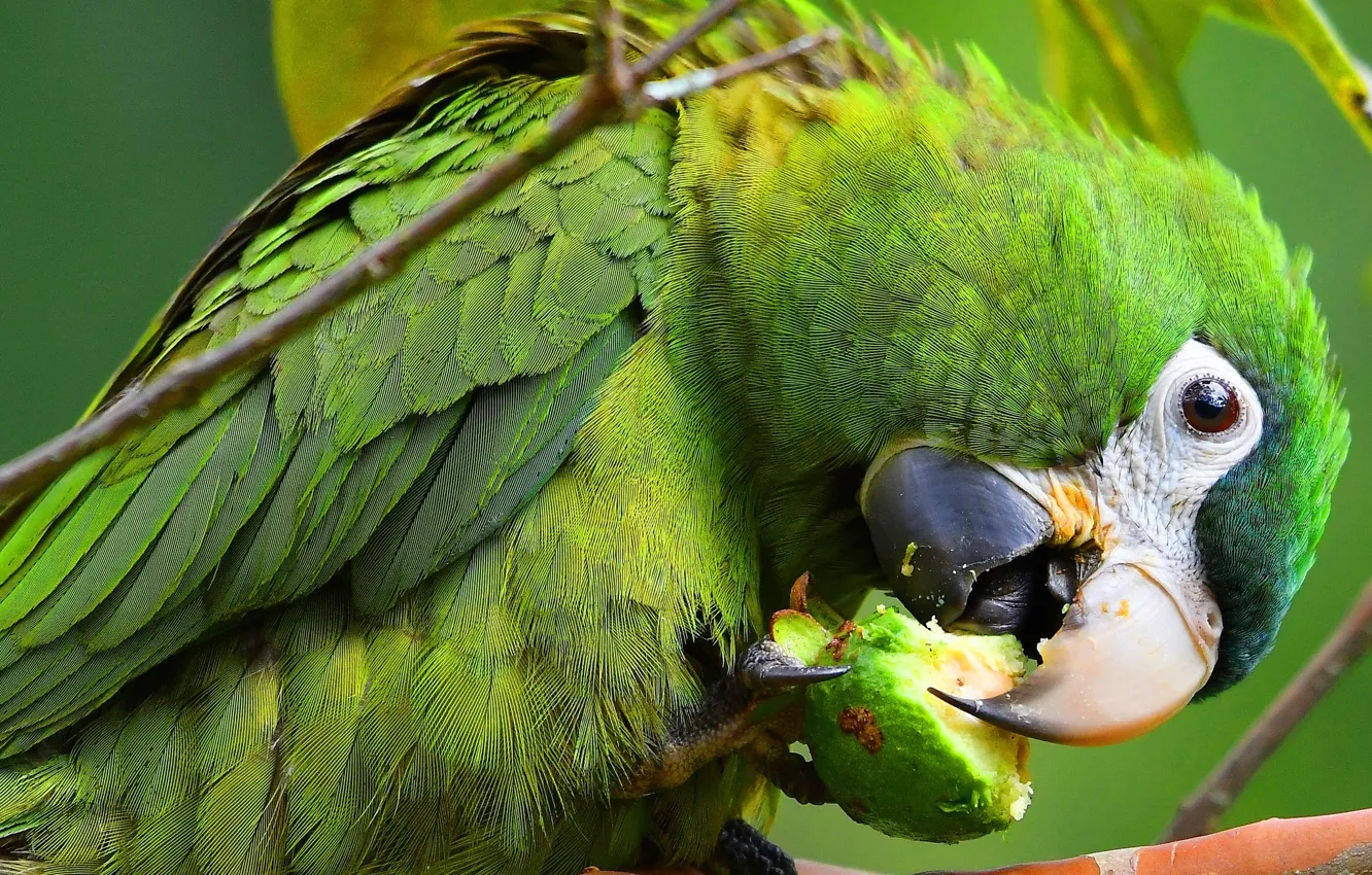 Photo wallpaper look, pose, green, background, bird, food, beak, parrot