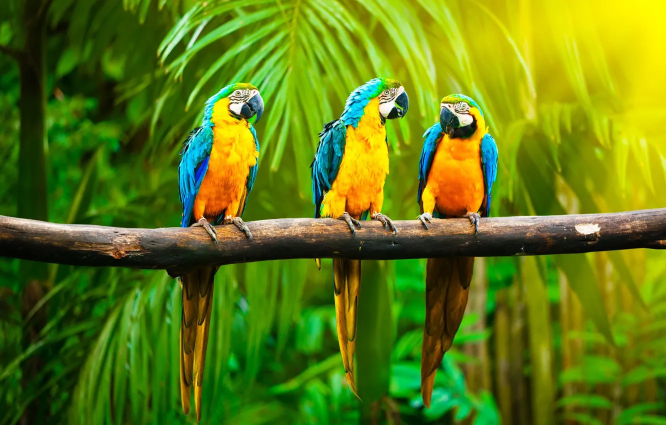 Photo wallpaper light, colored, branch, jungle, color, parrots, trio
