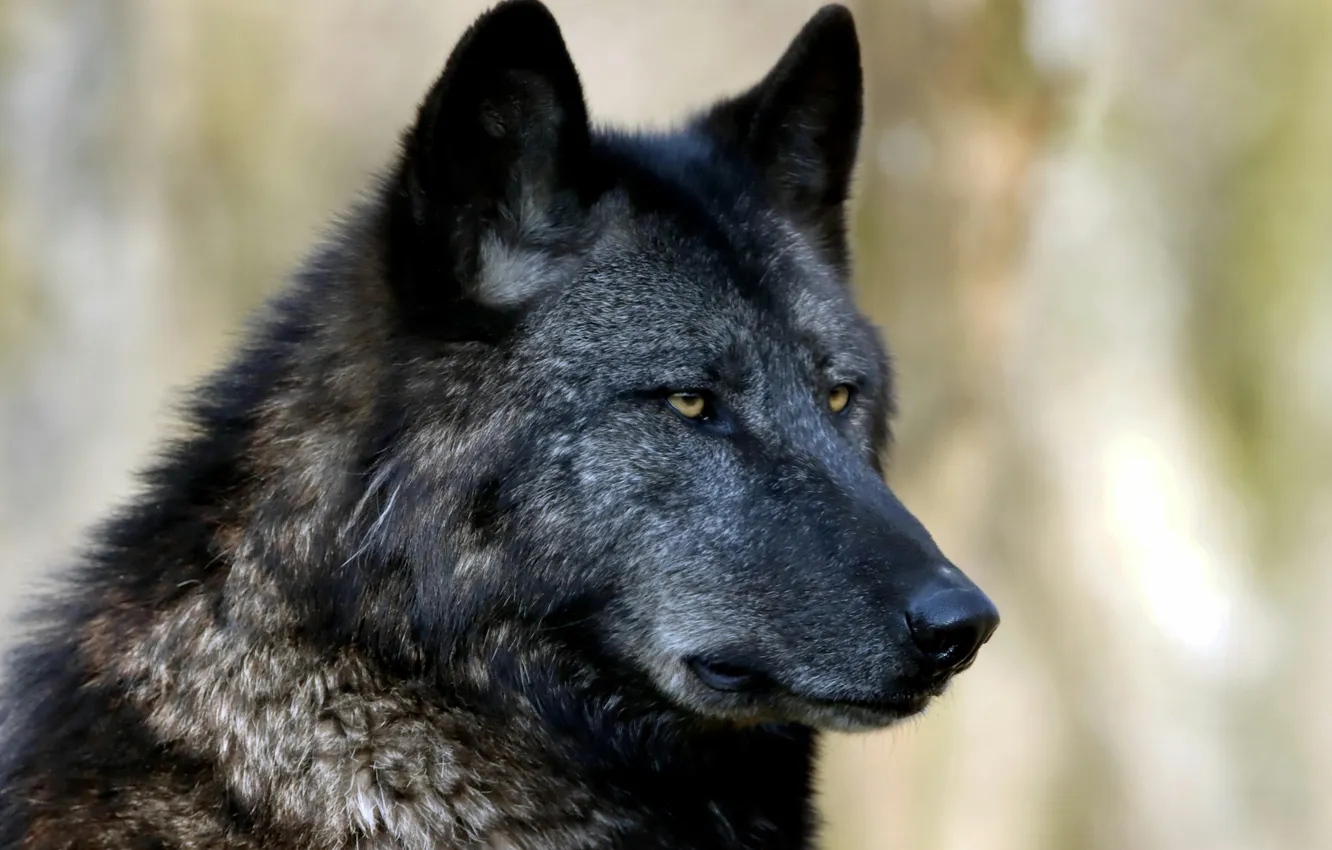 Photo wallpaper Predator, wolf, portrait, portrait., Canis lupus. face