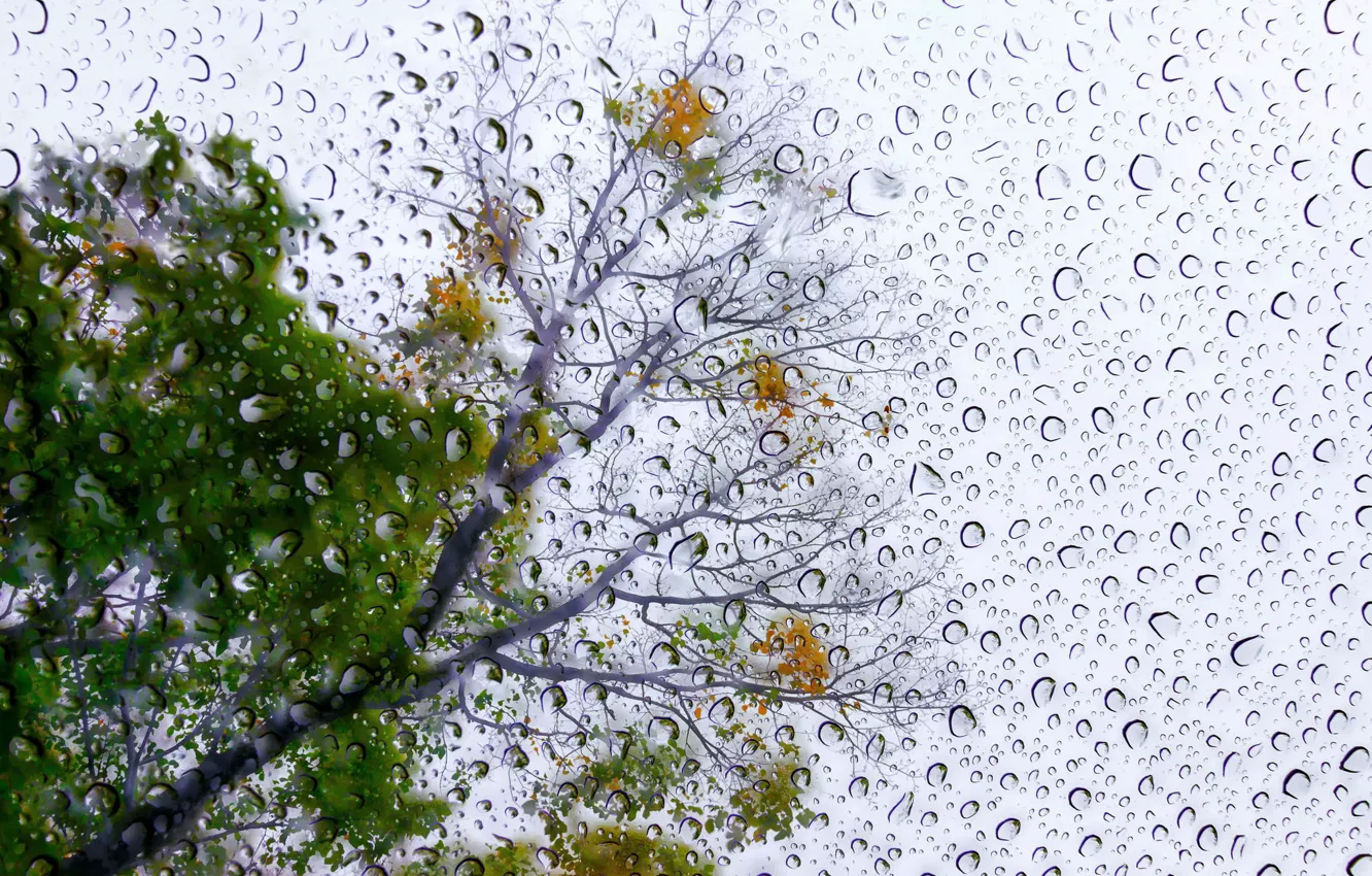 Photo wallpaper drops, tree, Rain Poem