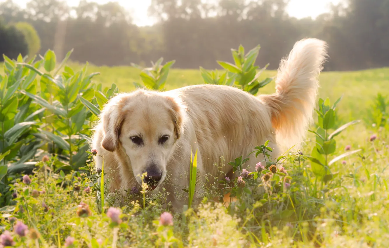 Photo wallpaper field, light, flowers, dog, Labrador