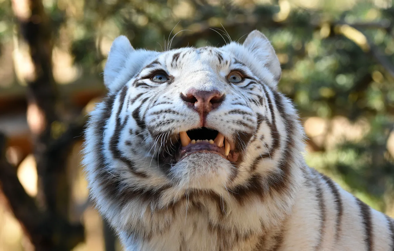 Photo wallpaper white, look, face, light, tiger, background, portrait, mouth