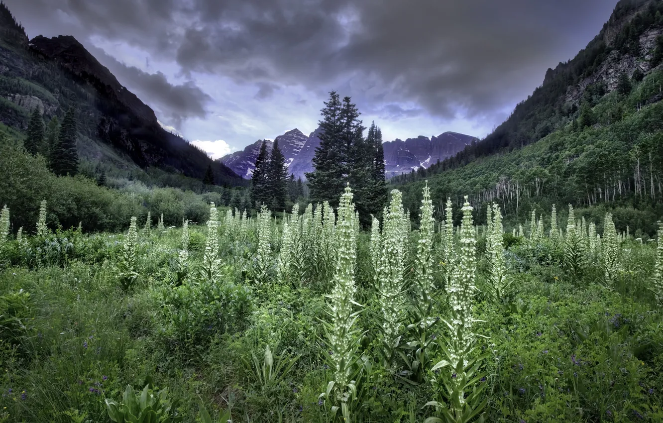 Photo wallpaper grass, mountains, nature, USA, Colorado, Aspen