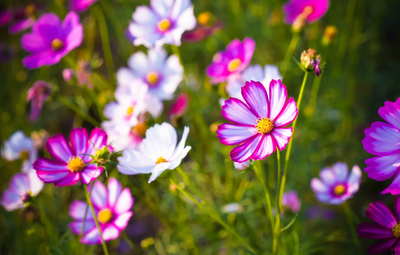 Photo wallpaper flowers, background, petals