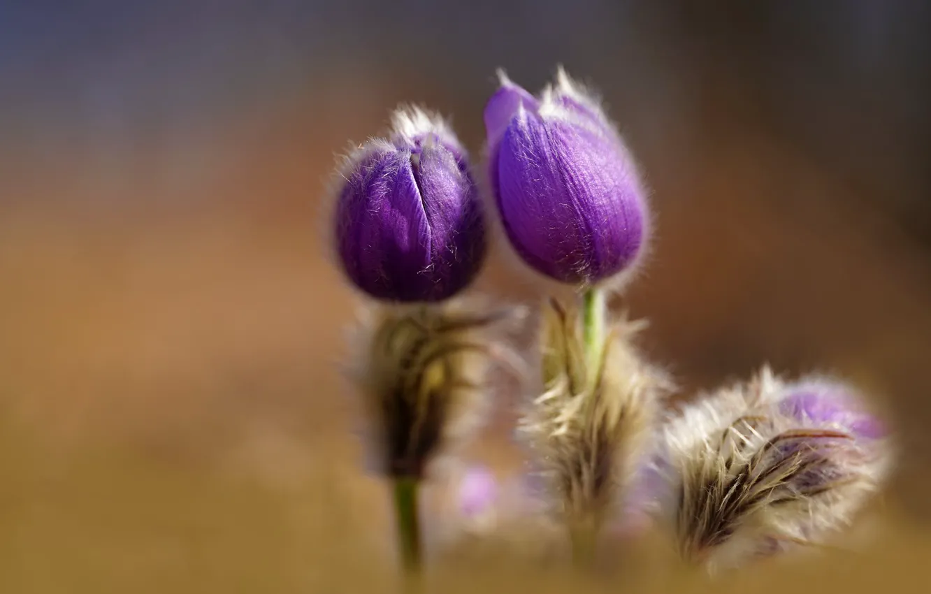 Photo wallpaper purple, flowers, background, spring, Duo, buds, anemones, cross