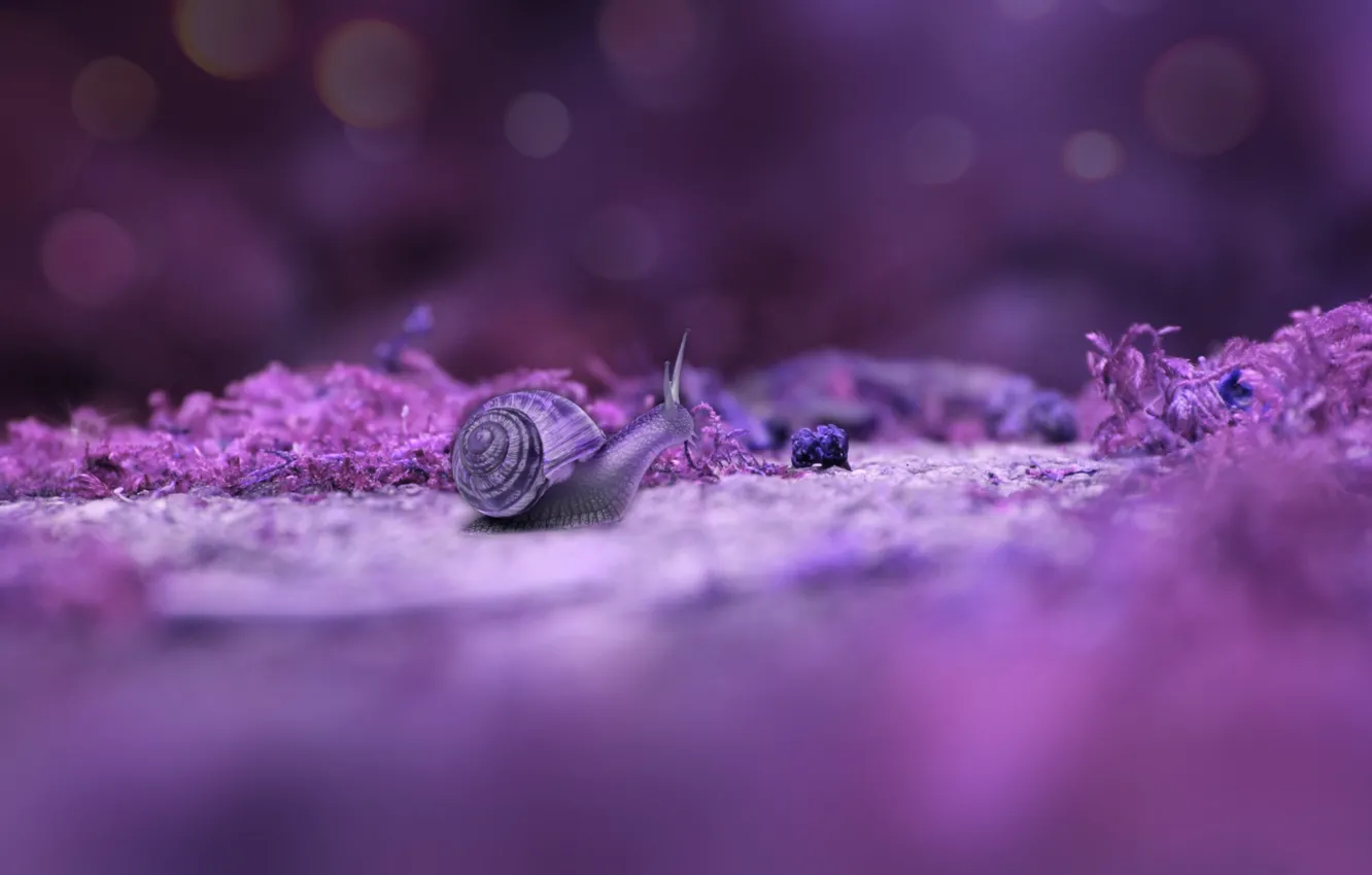 Photo wallpaper macro, background, snail
