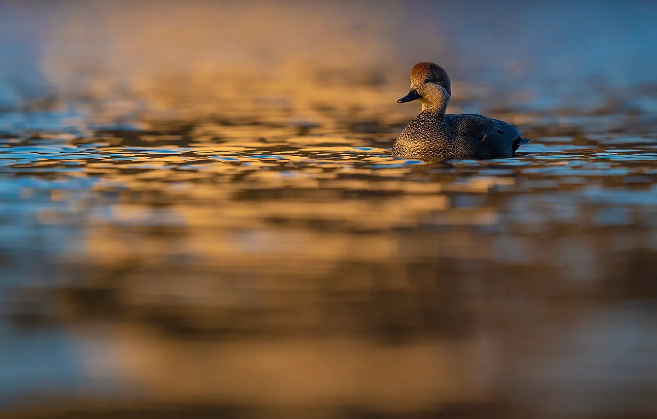 Photo wallpaper water, bird, blur, duck