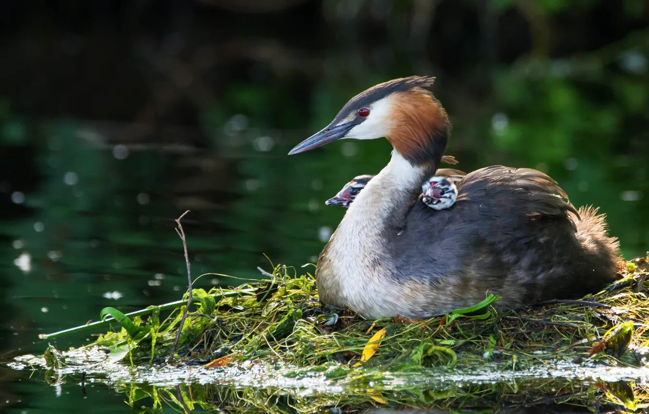 Photo wallpaper bird, duck, duck, Chicks, pond, mother, family