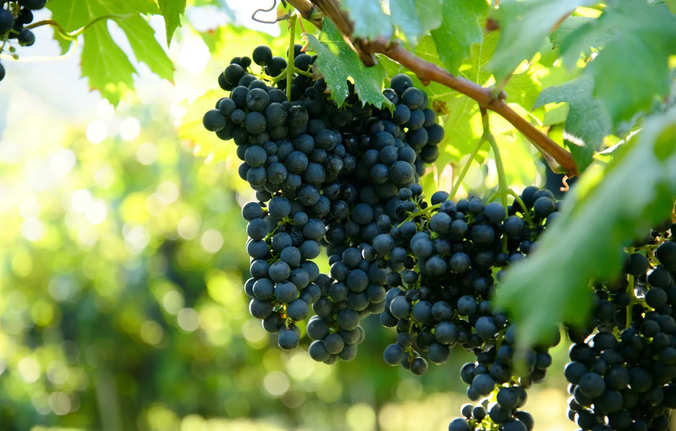 Photo wallpaper leaves, nature, garden, grapes, vineyard, bunch of grapes, vine