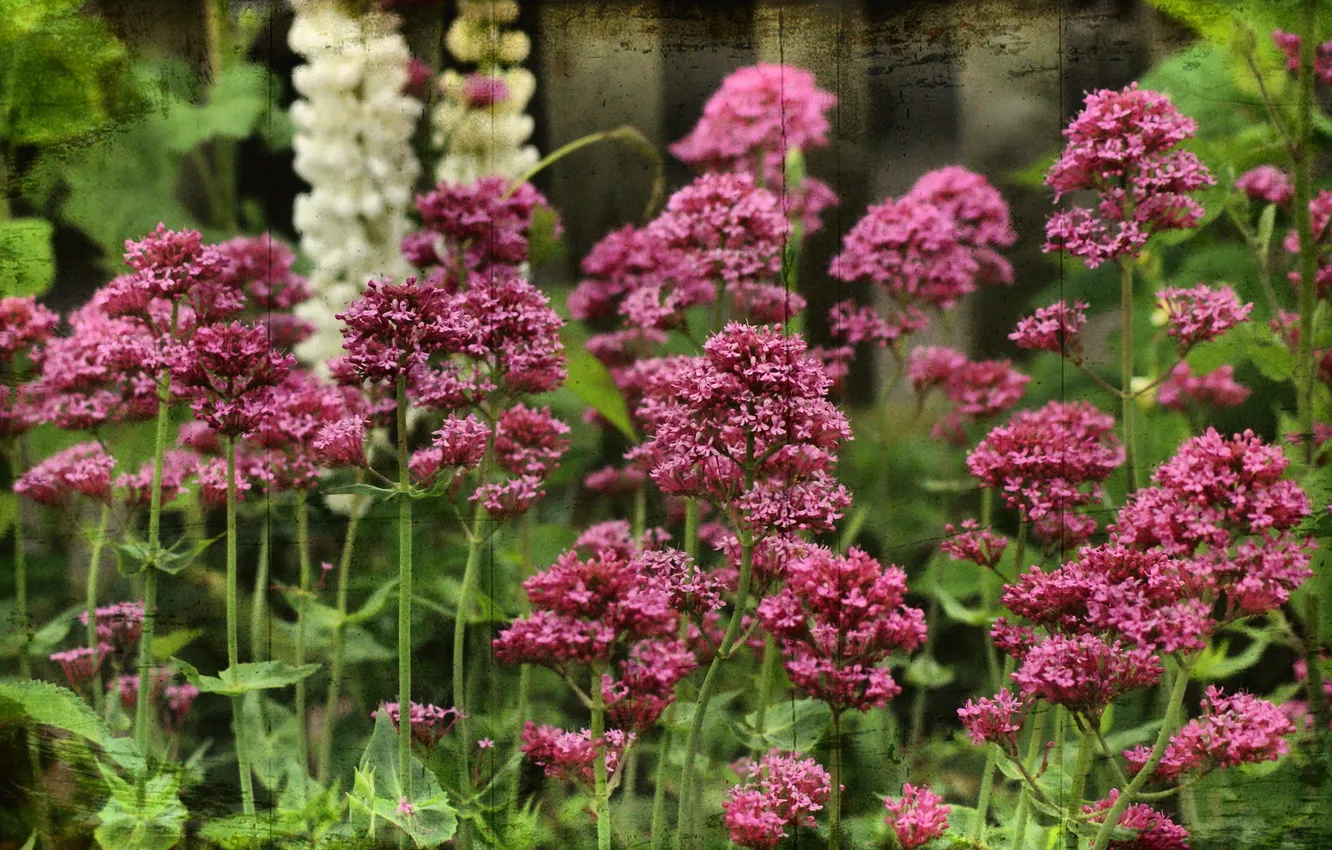 Photo wallpaper flowers, nature, style