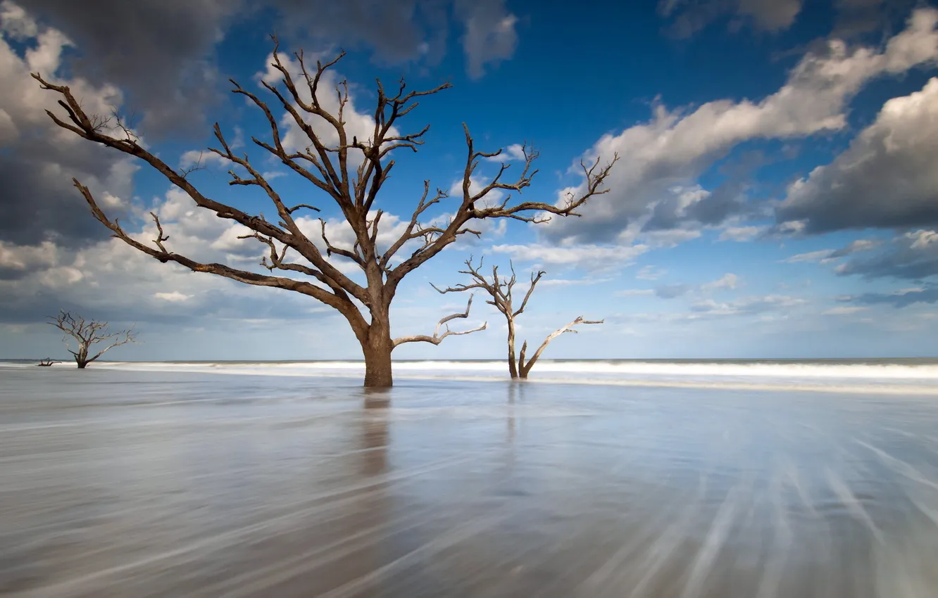 Photo wallpaper sea, trees, landscape