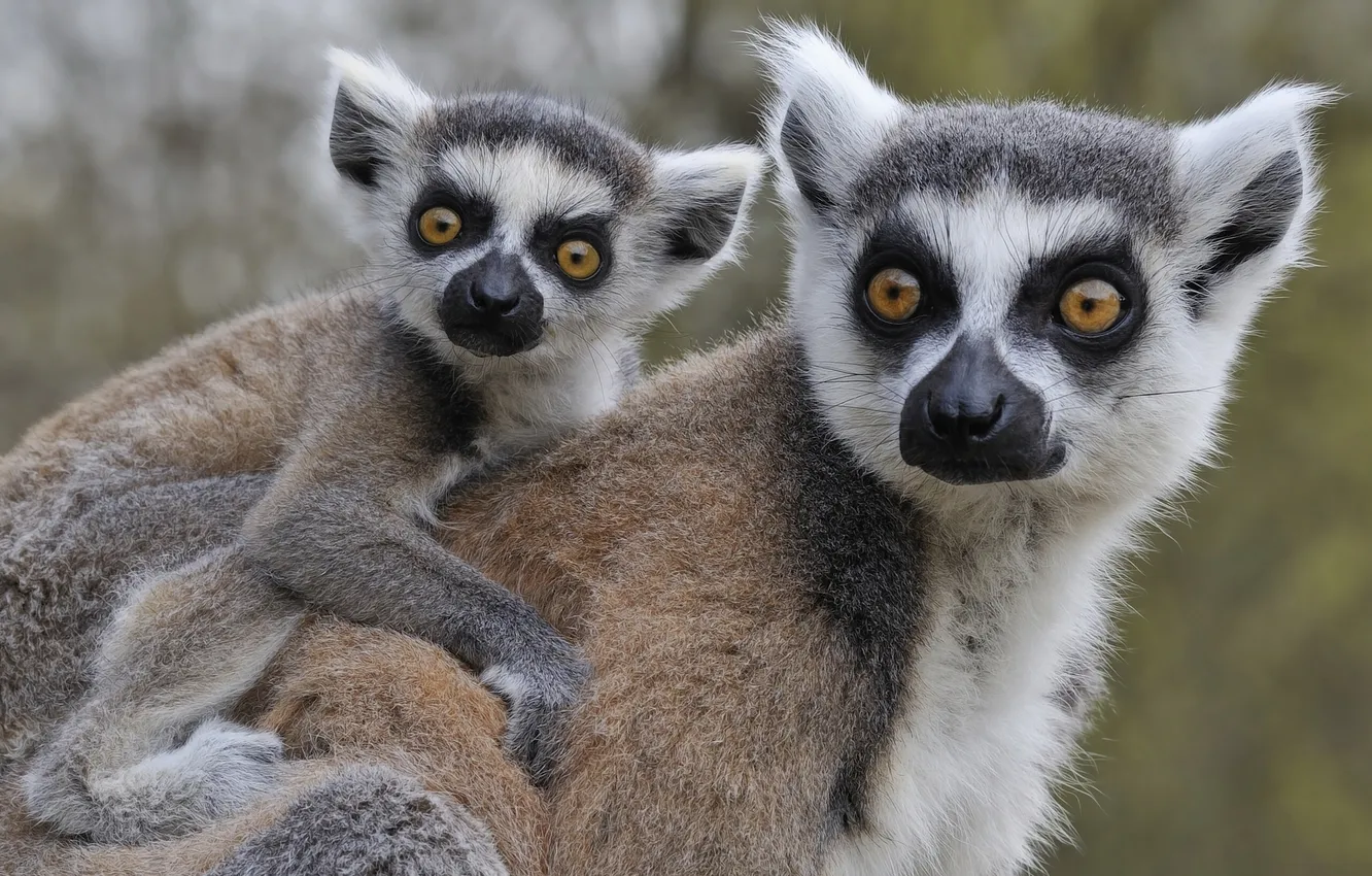 Photo wallpaper cub, a ring-tailed lemur, Katta