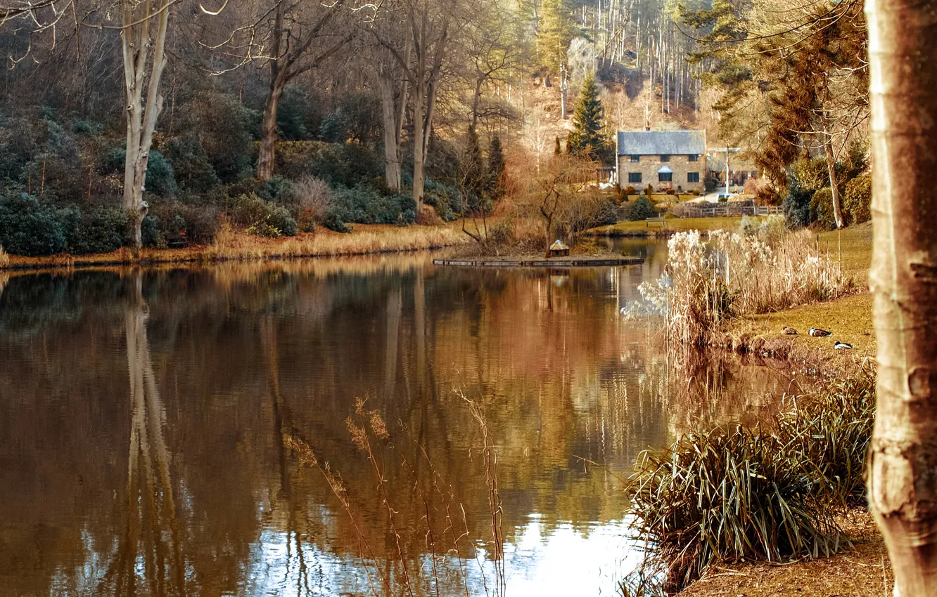 Photo wallpaper trees, lake, house, reflection, duck, mirror