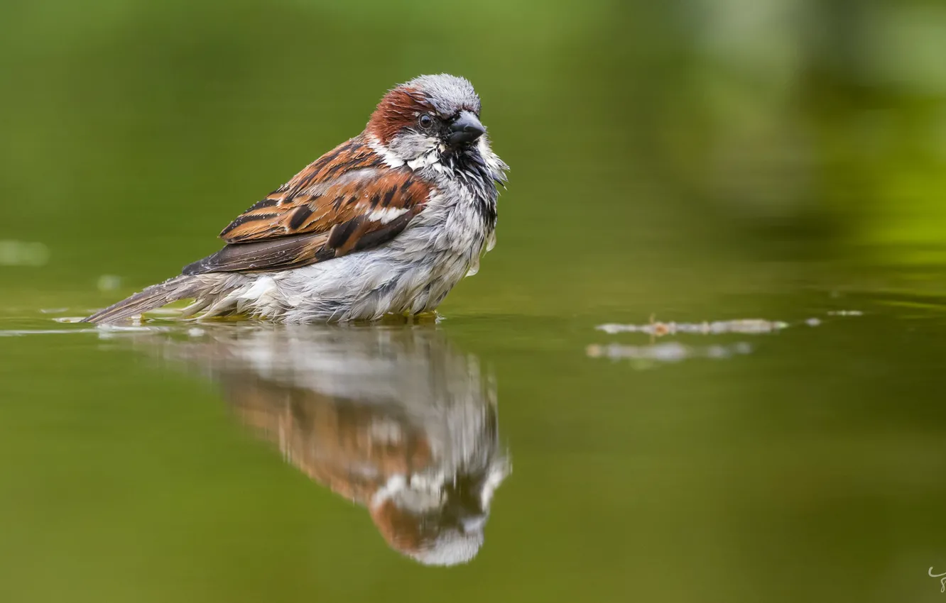 Photo wallpaper WATER, BIRD, REFLECTION, SURFACE, FEATHERS, FLUFF, SPARROW, by Jan Jongejan