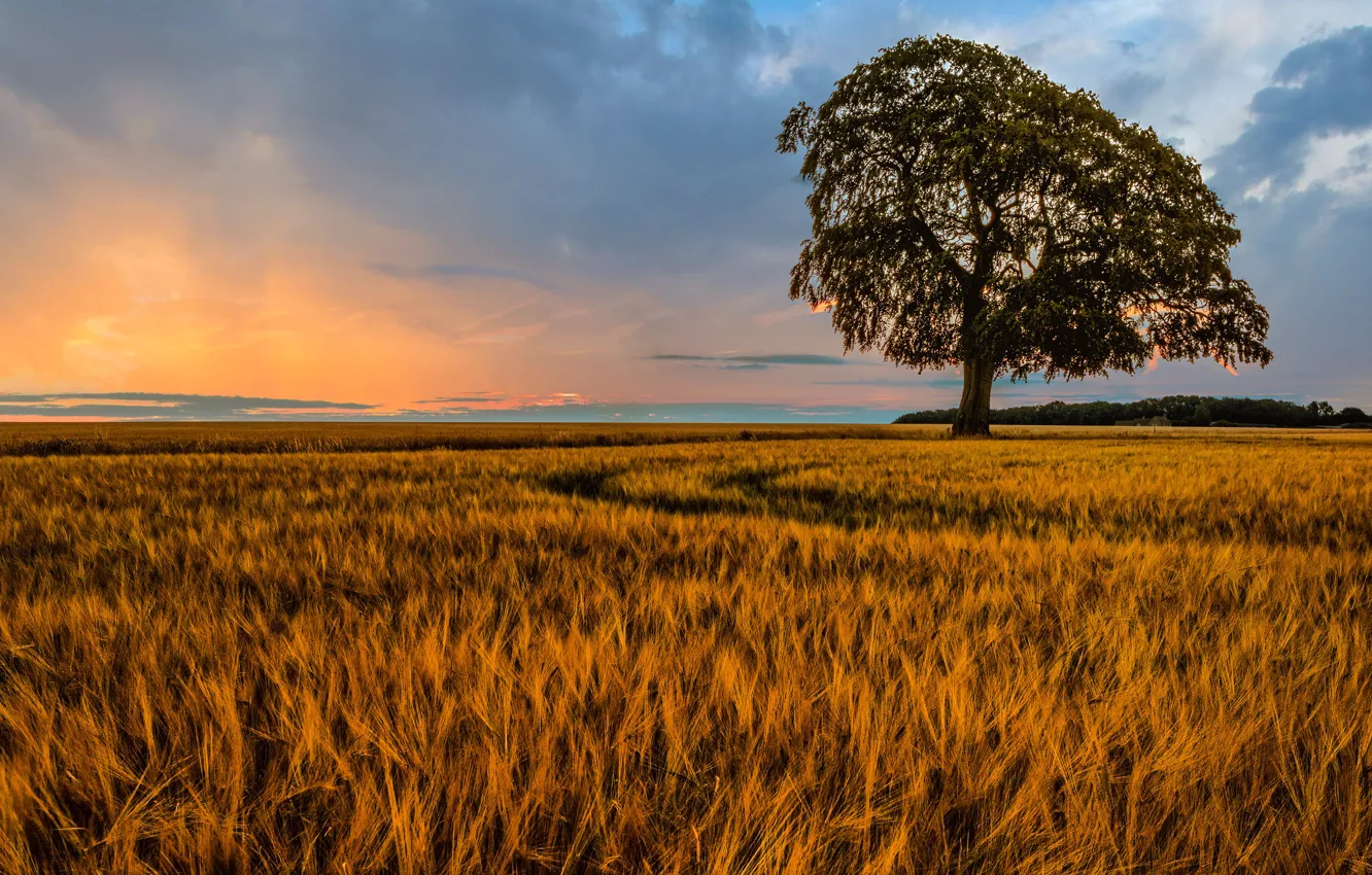Photo wallpaper field, trees, rye, ears, rye field