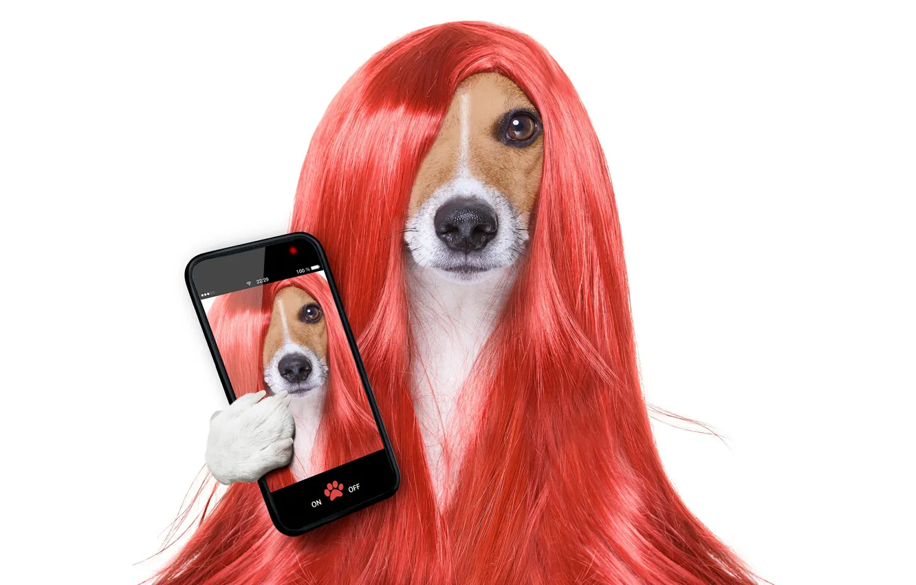 Photo wallpaper hair, dog, phone, wig, Jack Russell Terrier