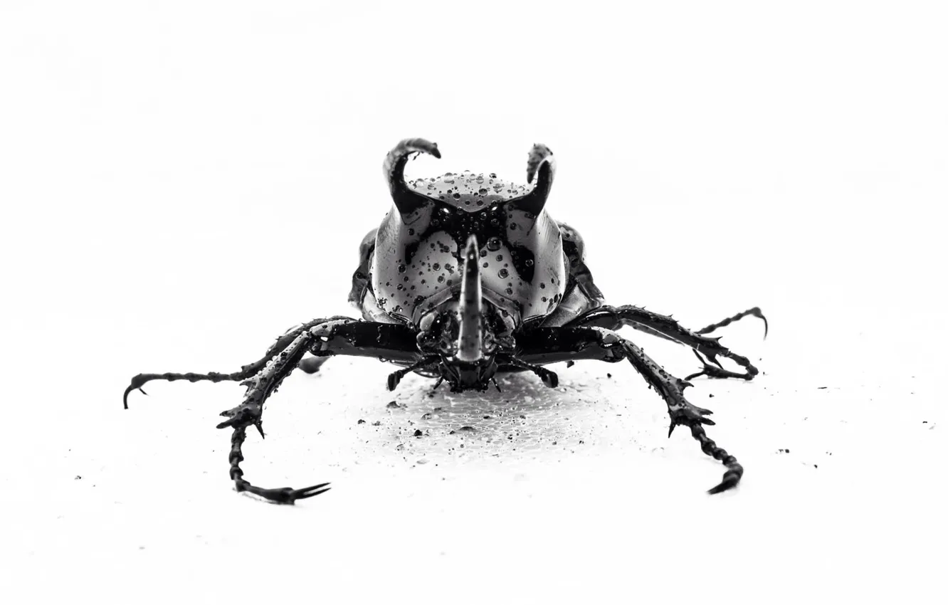 Photo wallpaper macro, drops, insect, Goliath