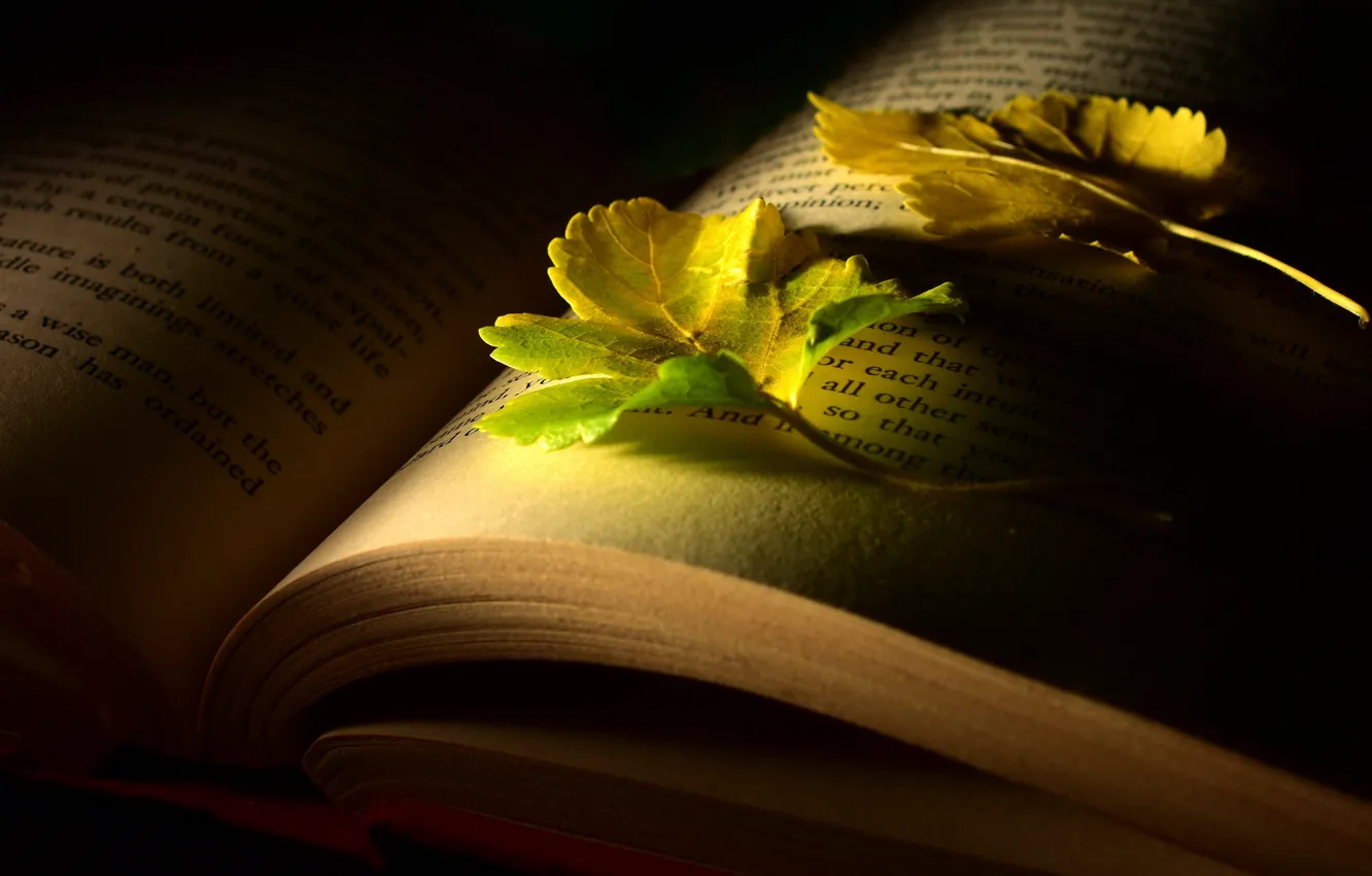 Photo wallpaper leaves, light, book