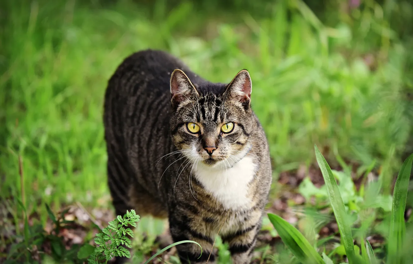 Photo wallpaper greens, cat, summer, grass, cat, look, nature, grey