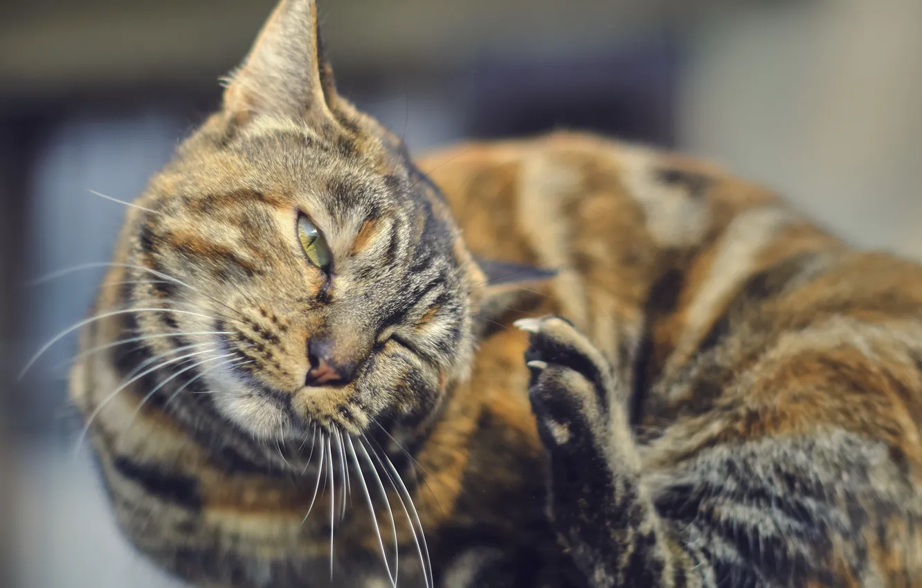 Photo wallpaper cat, claws, foot, cat