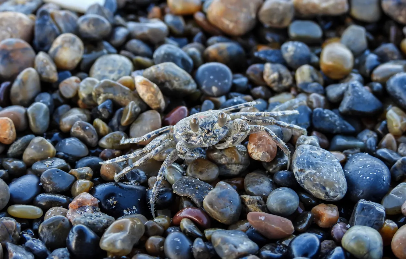 Photo wallpaper pebbles, stones, grey, background, shore, crab, marble