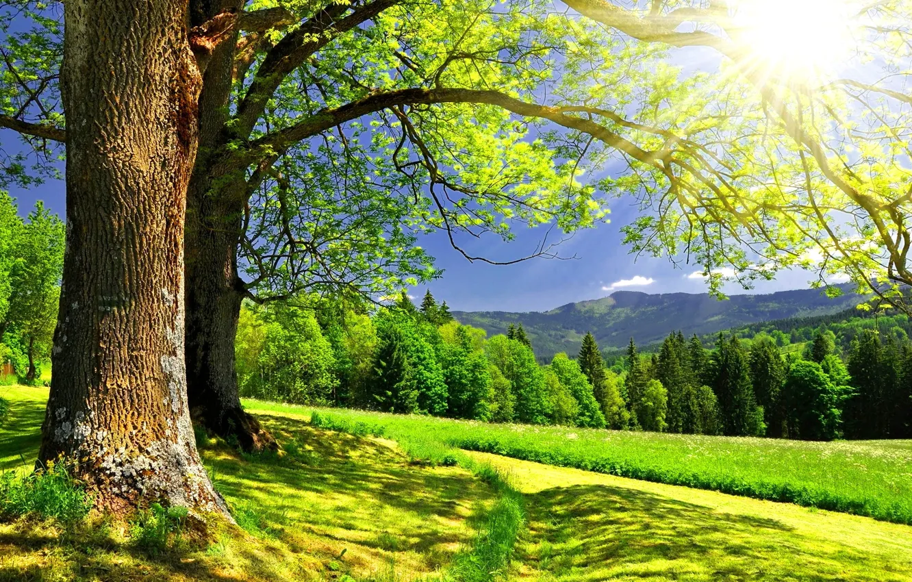 Photo wallpaper forest, summer, trees, landscape, mountains, sun.