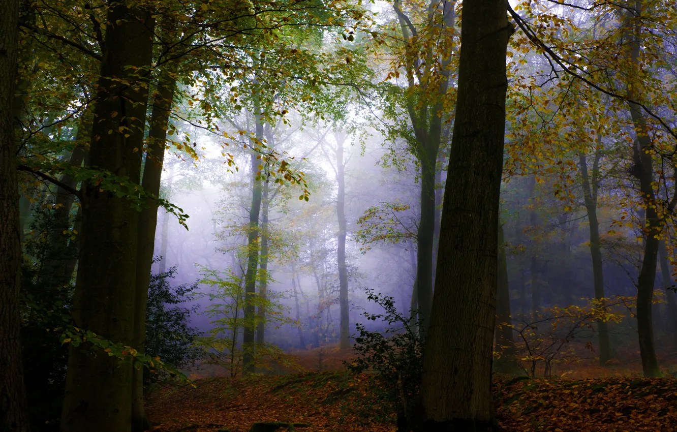 Photo wallpaper autumn, forest, leaves, branches, fog, trunk, twilight, misty