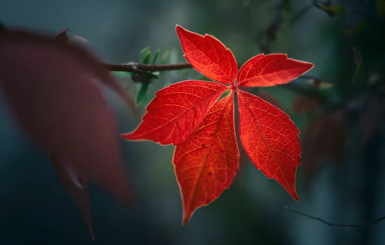 Photo wallpaper autumn, red, the dark background, leaf, branch, bokeh, maple, maple leaf