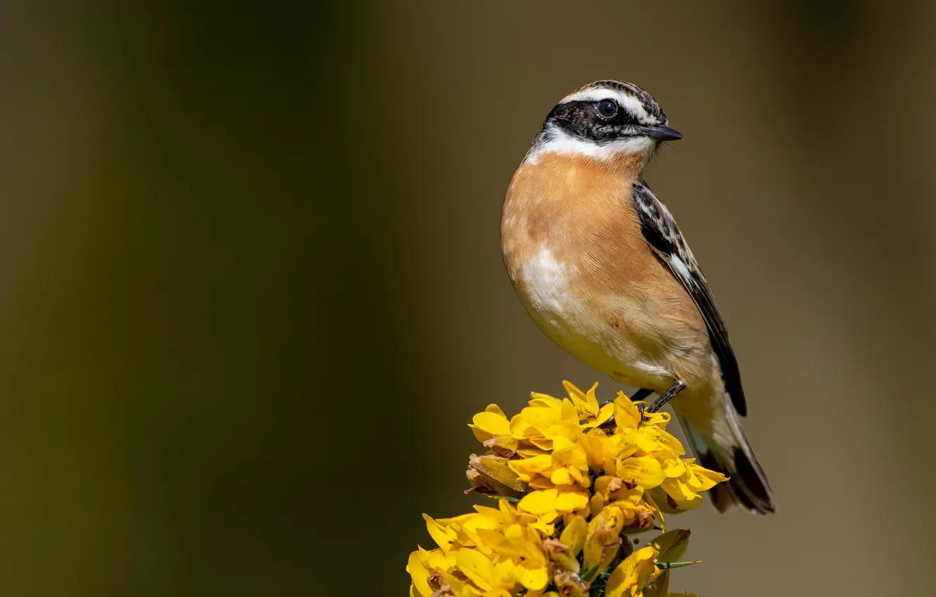 Photo wallpaper bird, mahalapaye, whinchat
