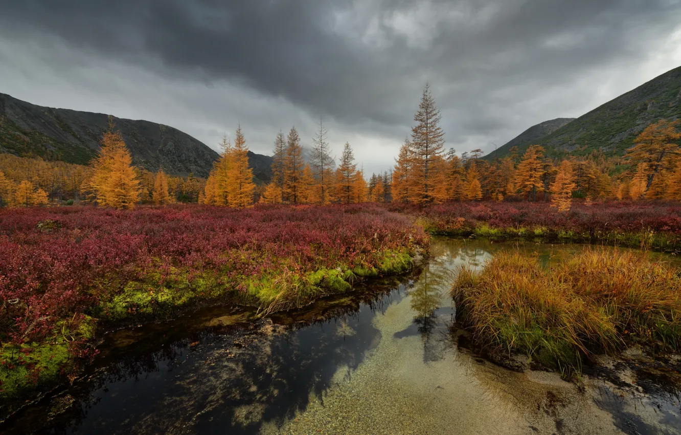 Photo wallpaper autumn, forest, the sky, overcast, shore, vegetation, ate, pond