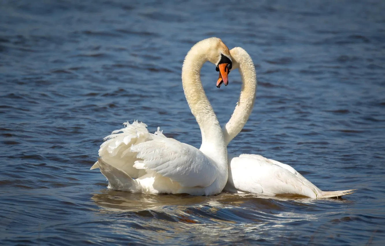 Photo wallpaper lake, pair, swans