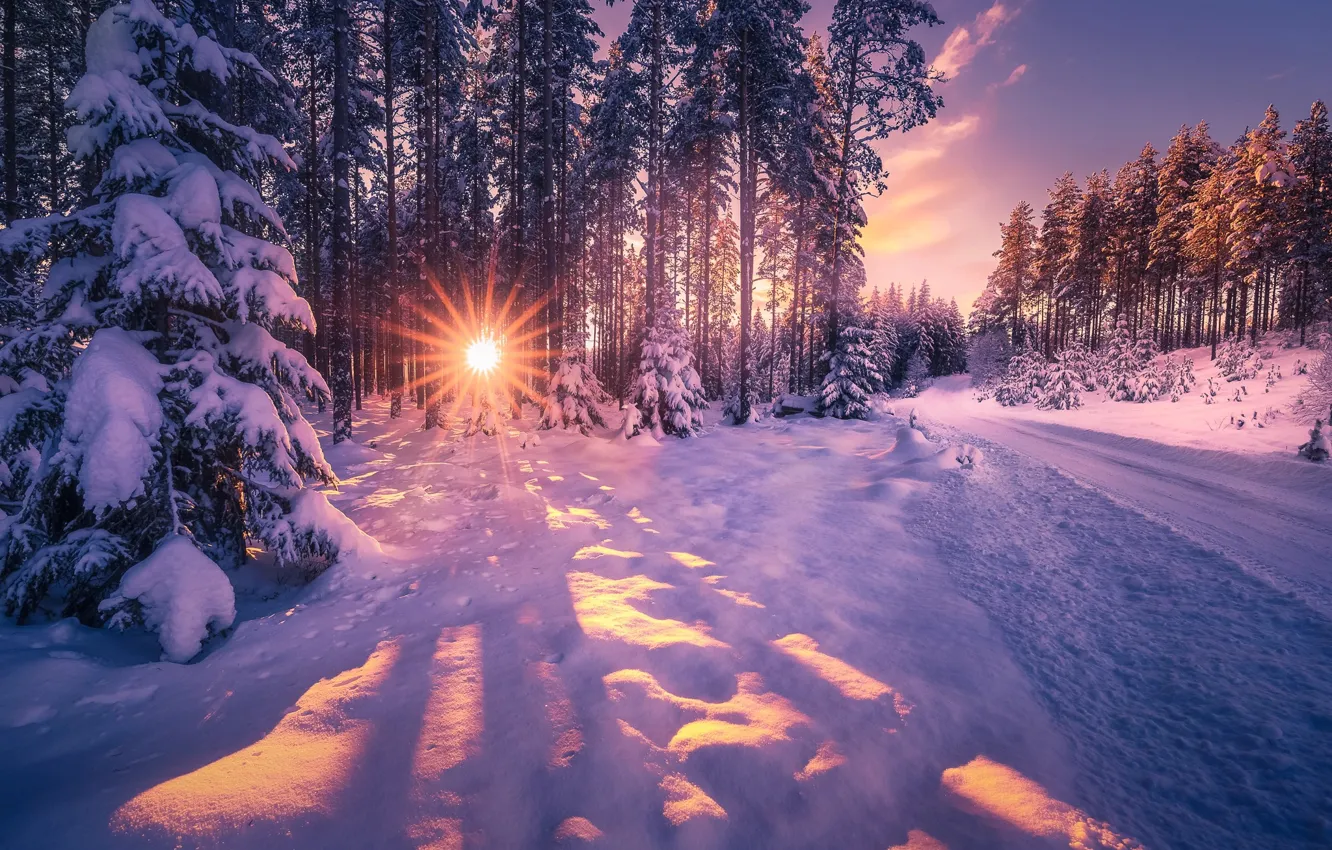 Photo wallpaper winter, road, the sun, rays, trees, landscape, nature, ate