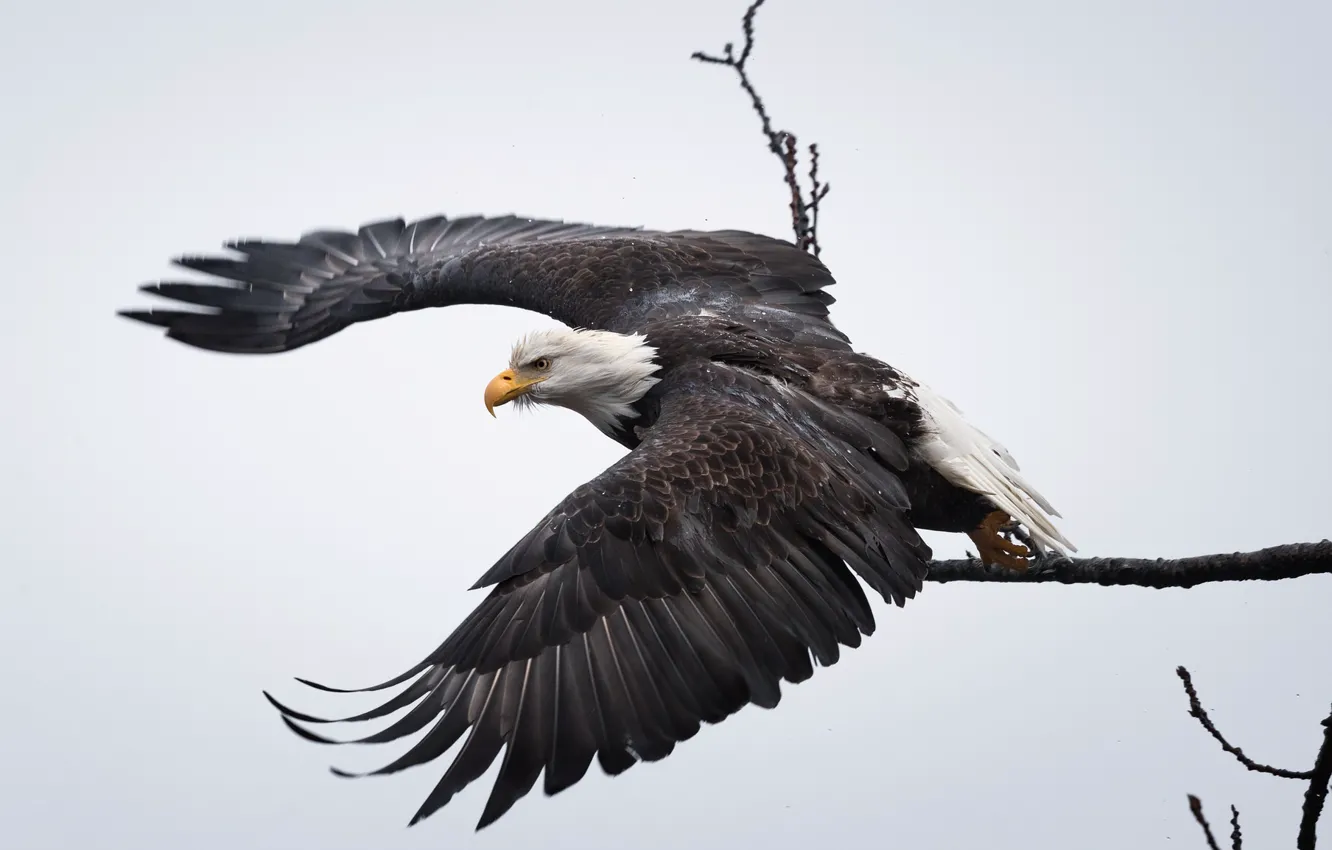Photo wallpaper nature, bird, eagle