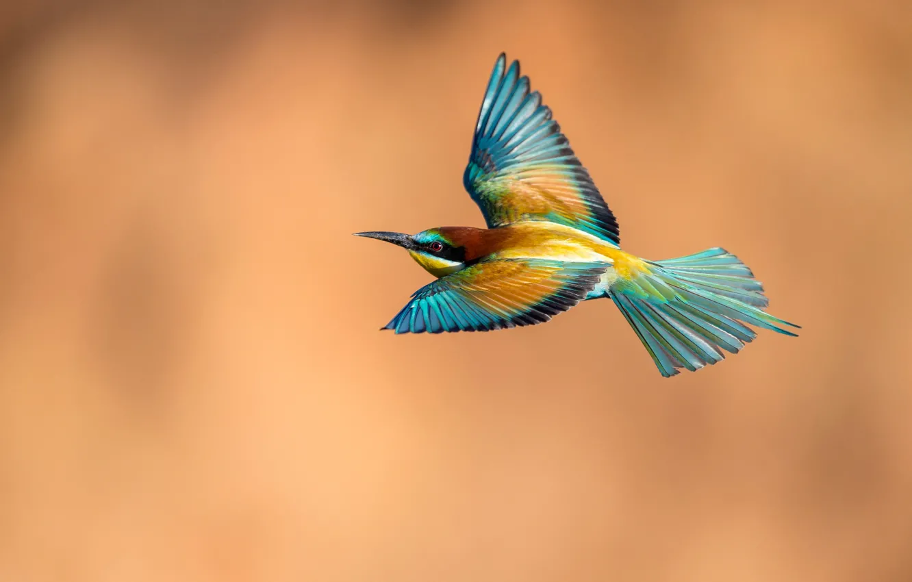 Photo wallpaper flight, background, bird, wings, Golden bee-eater
