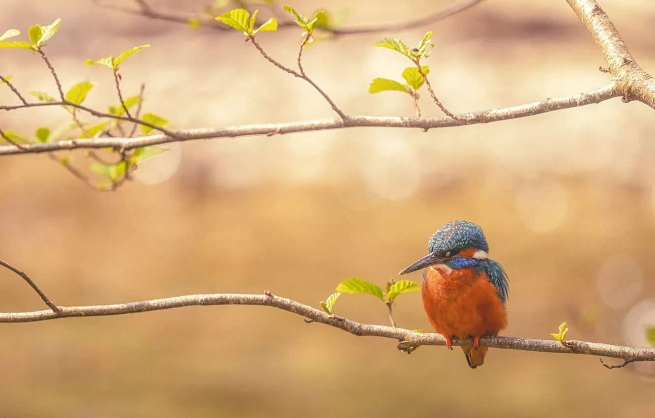 Photo wallpaper branches, bird, leaves, bokeh, Kingfisher