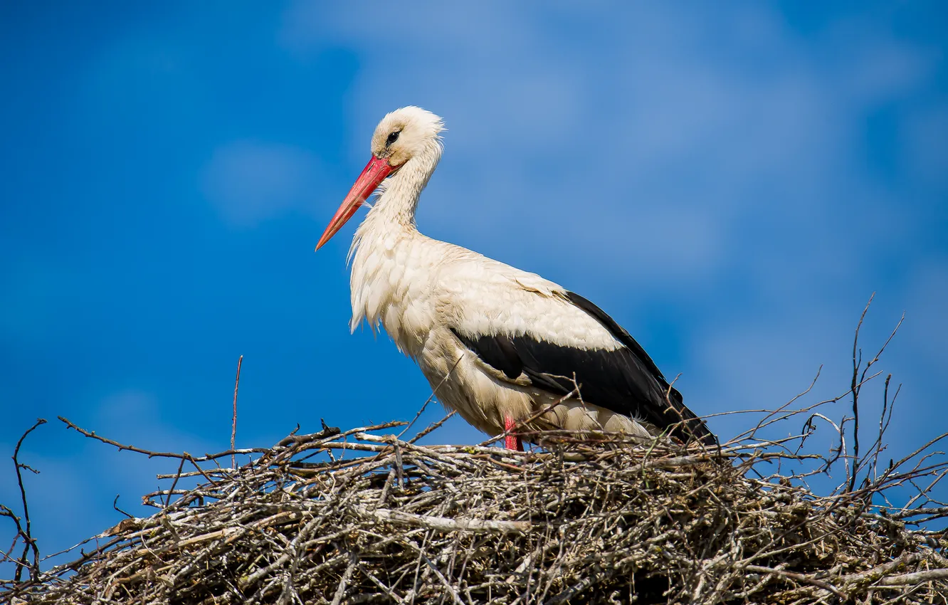 Photo wallpaper bird, stork, photohunt