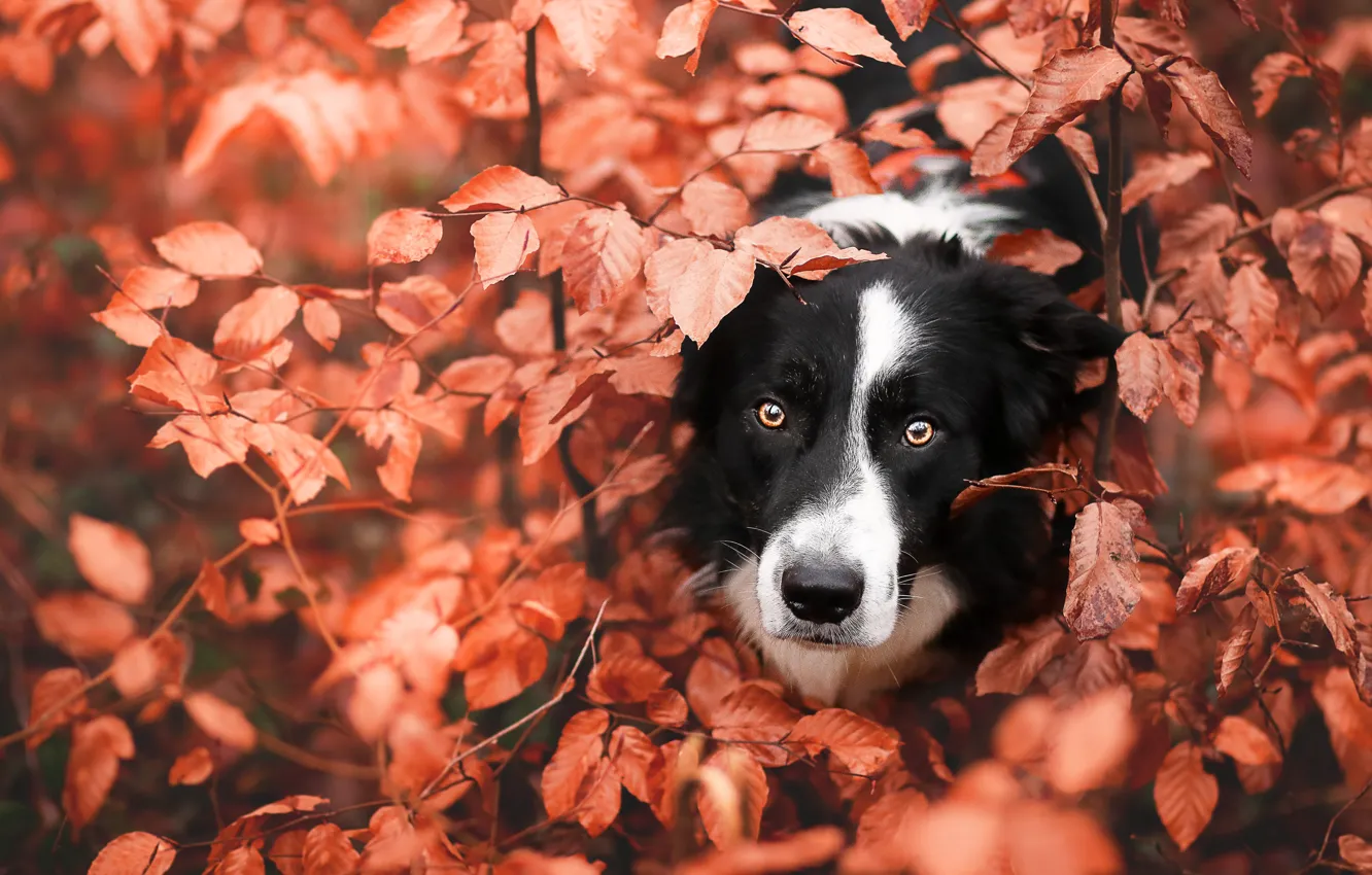 Photo wallpaper autumn, look, branches, nature, pose, foliage, portrait, dog