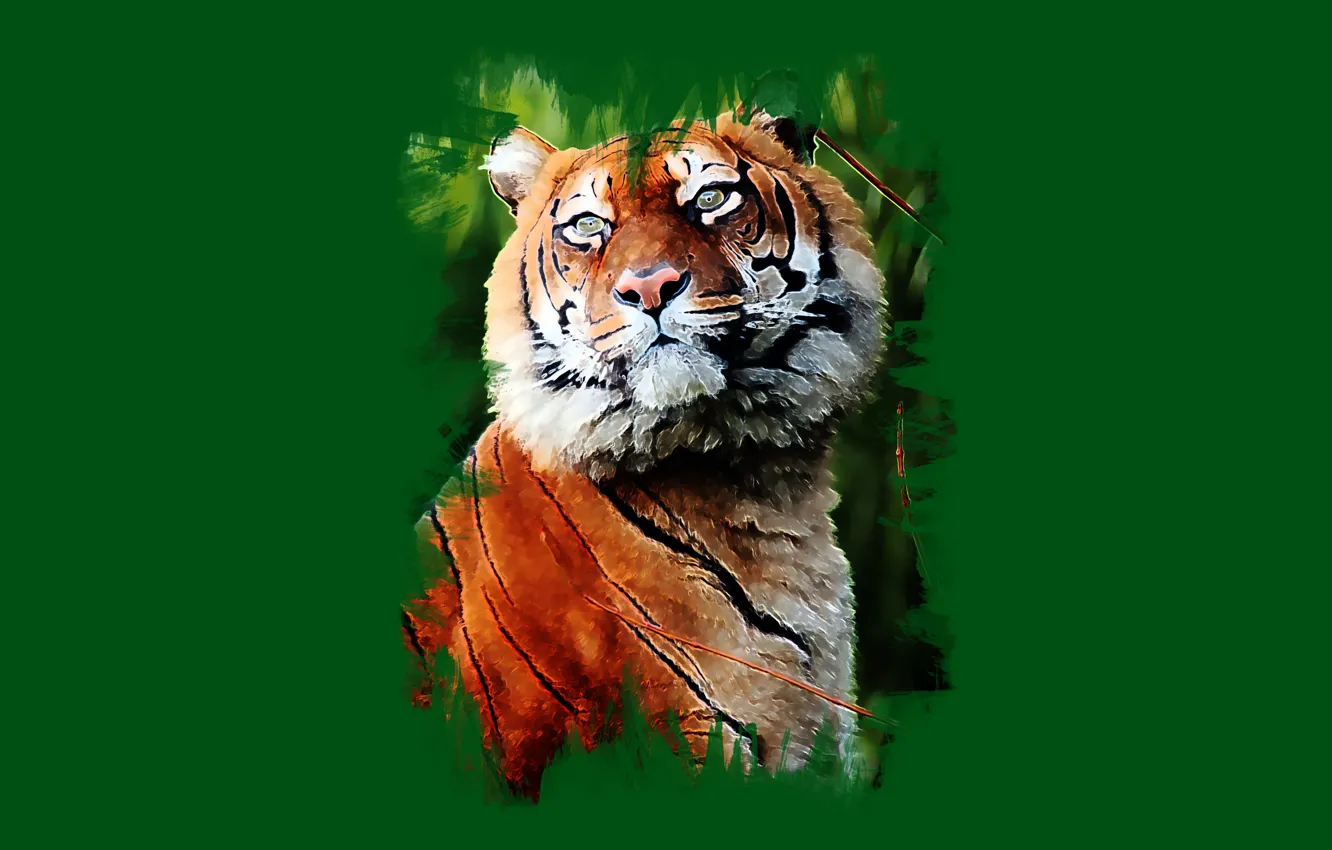 Photo wallpaper look, tiger, art, handsome