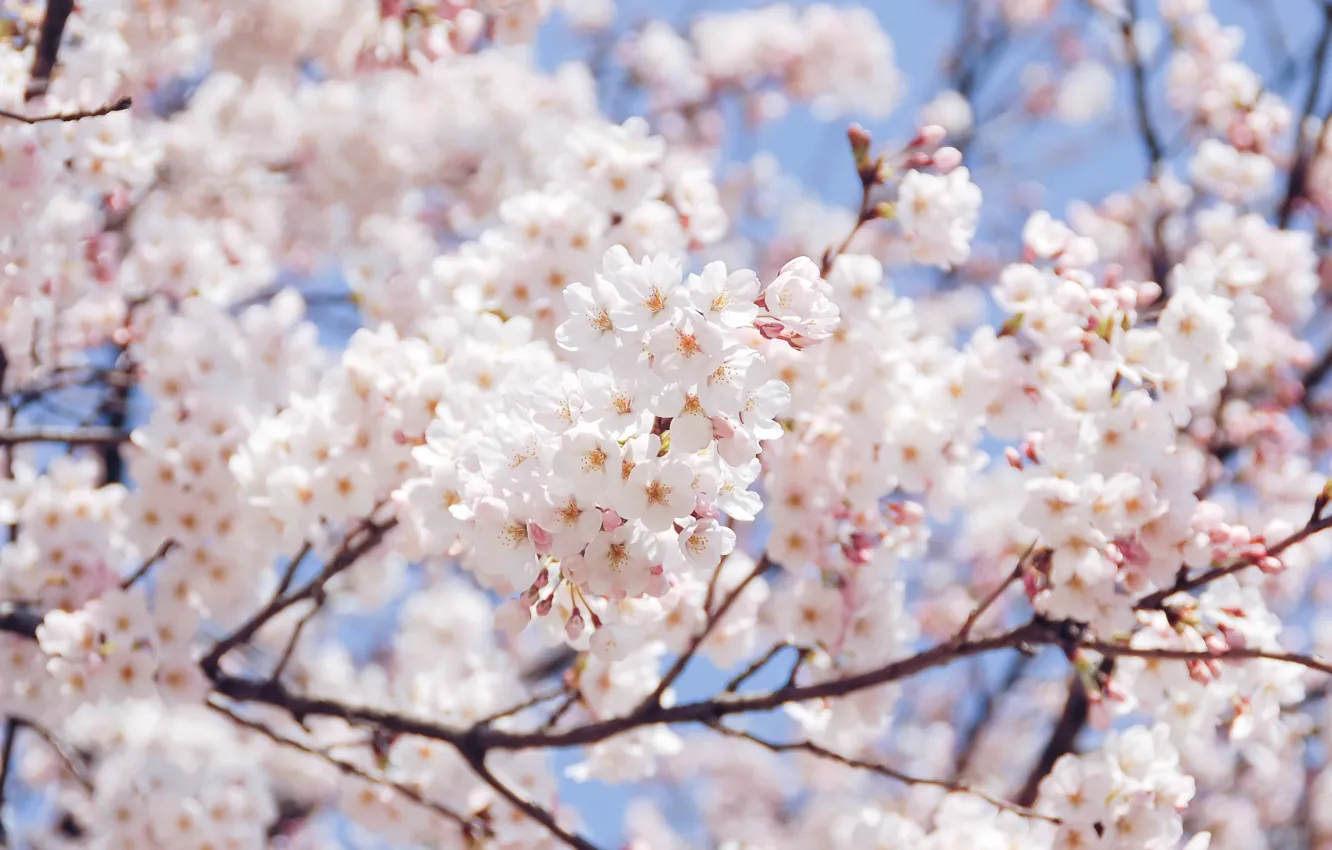 Photo wallpaper the sky, flowers, branches, spring, Sakura, white, flowering, a lot