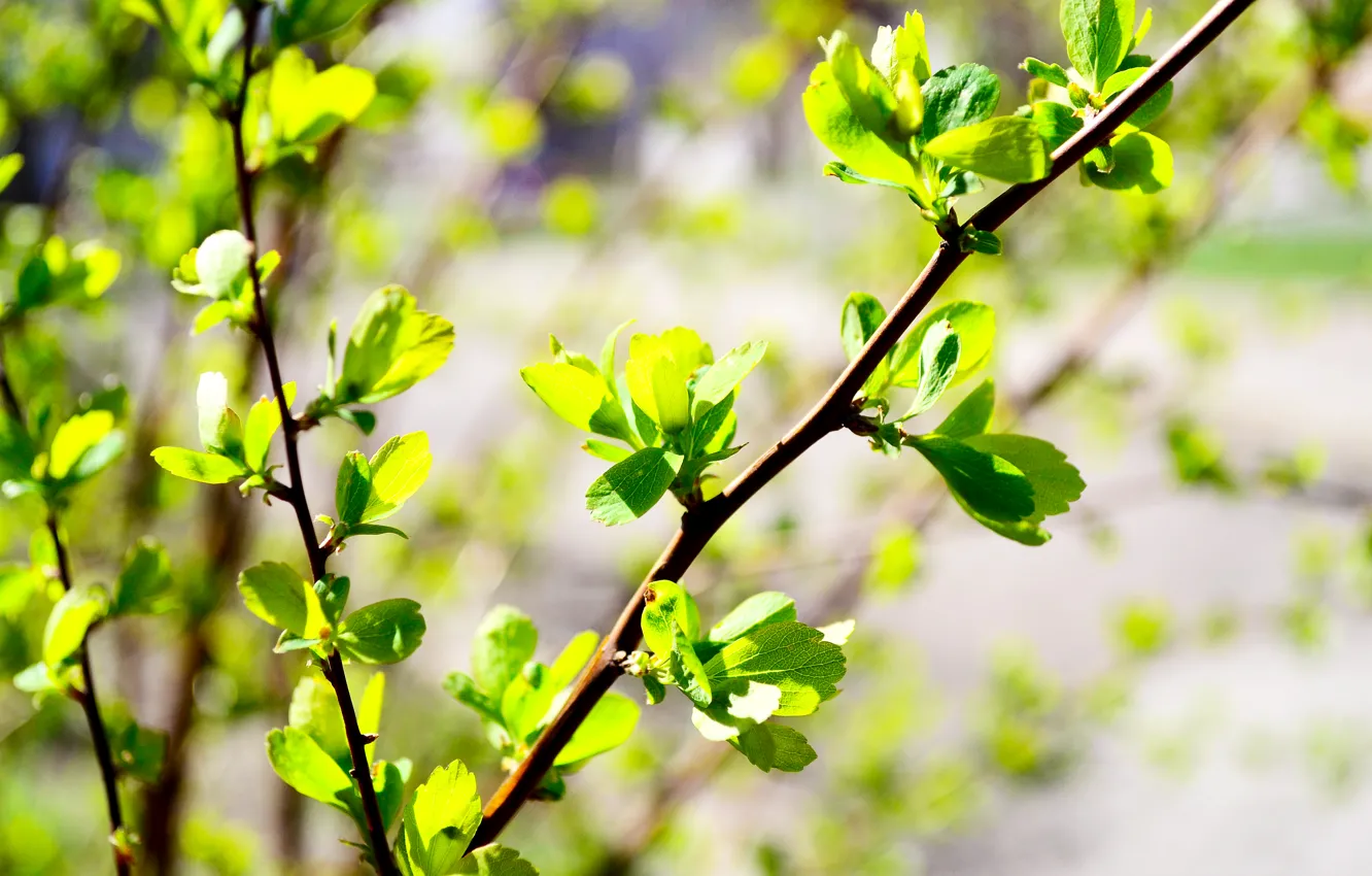 Photo wallpaper greens, leaves, green, spring, the bushes