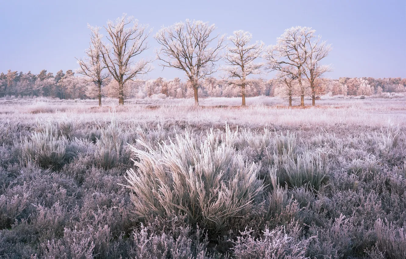 Photo wallpaper winter, frost, field, forest, the sky, grass, snow, trees