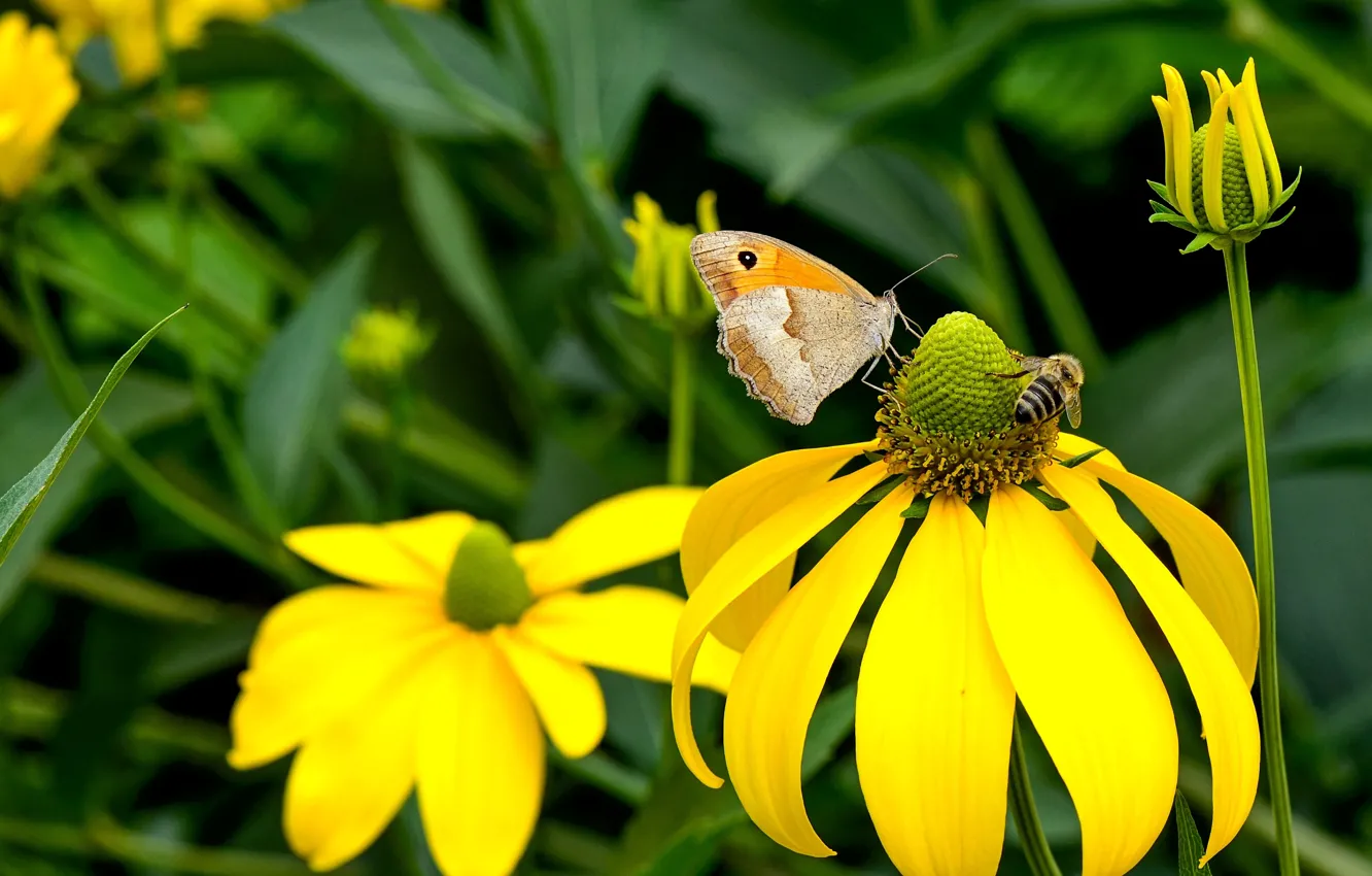 Photo wallpaper macro, flowers, insects, bee, butterfly, yellow, garden, a couple