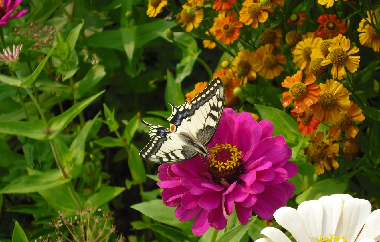Photo wallpaper flower, summer, butterfly