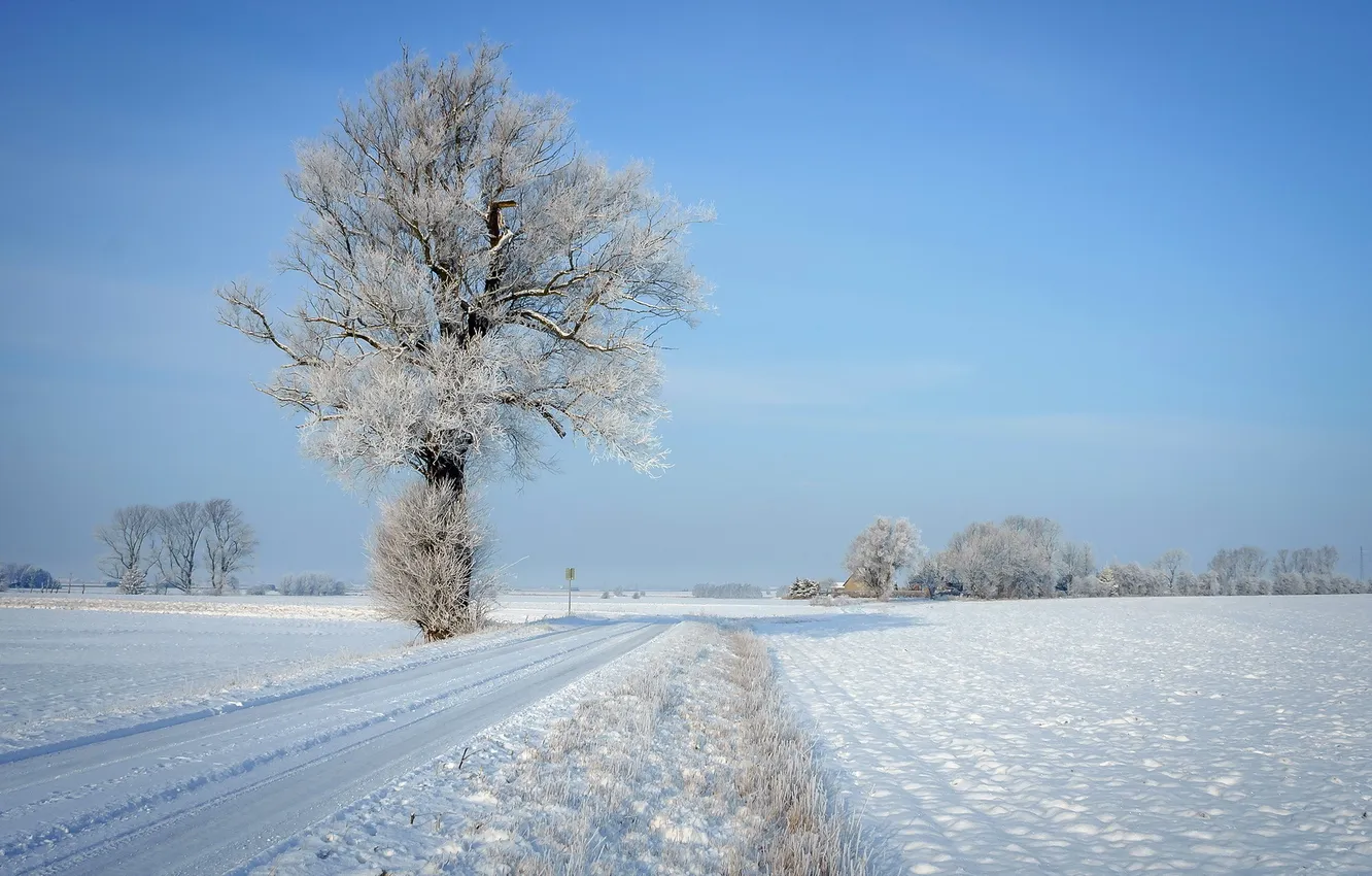 Photo wallpaper winter, road, trees, landscape