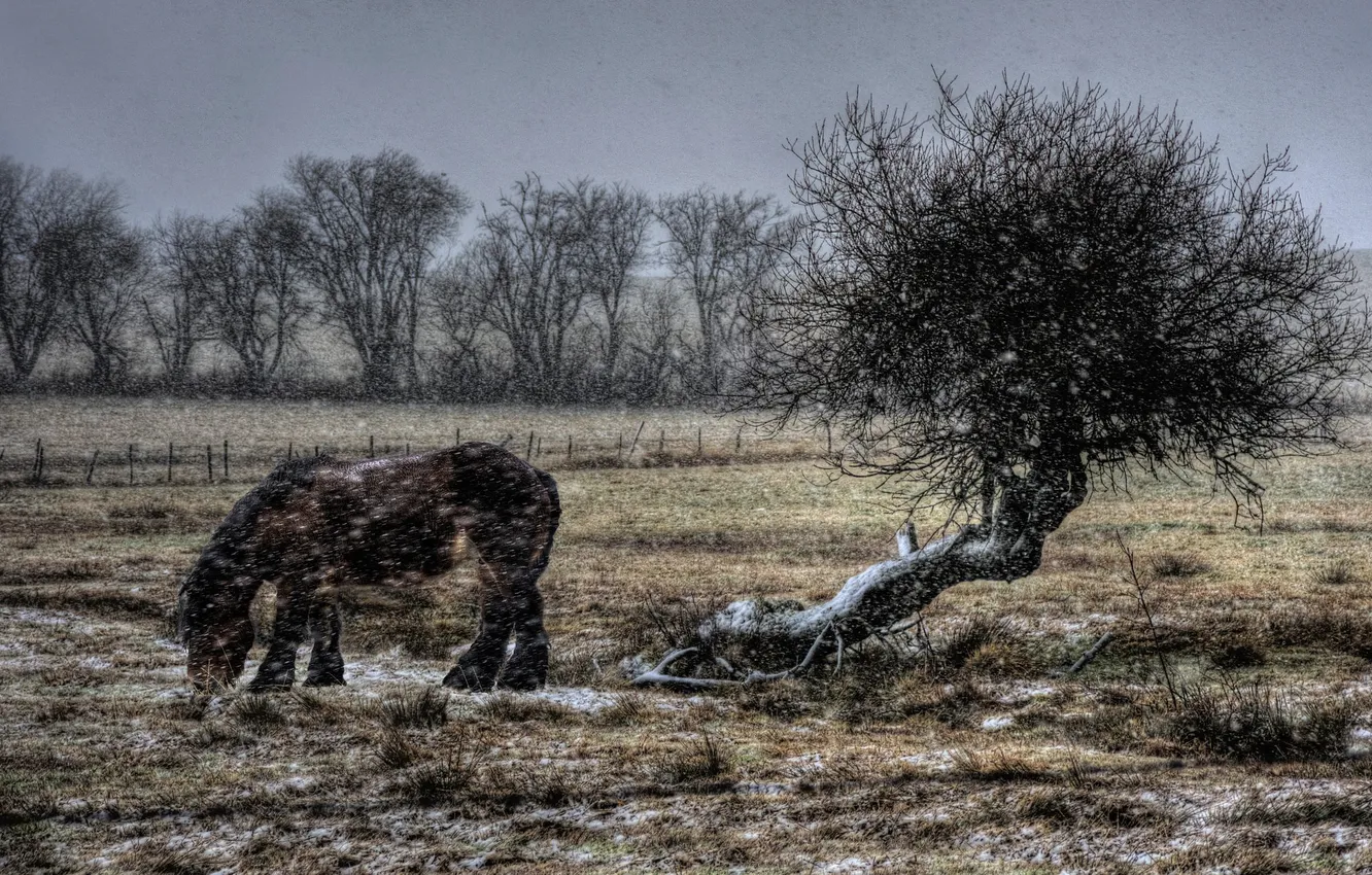 Photo wallpaper field, horse, Blizzard