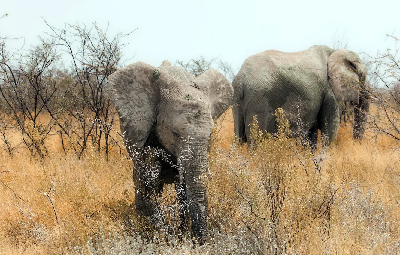 Photo wallpaper nature, Africa, elephants