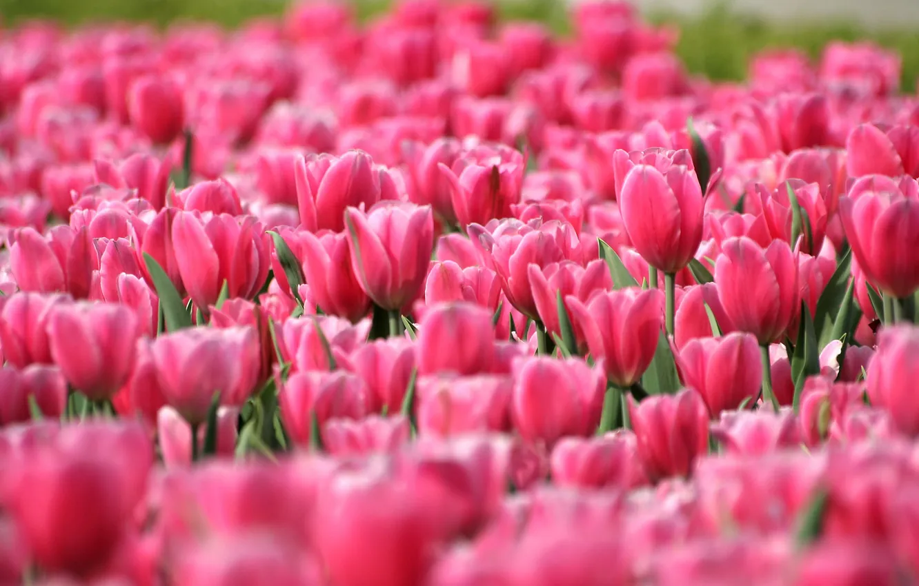 Photo wallpaper field, flowers, nature, petals, tulips, buds