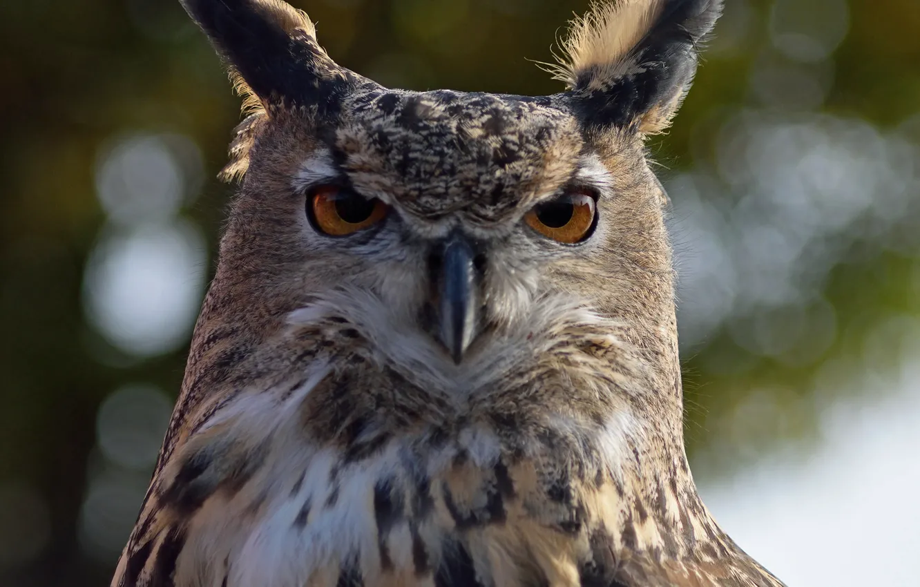 Photo wallpaper owl, bird, bokeh, by Nushaa