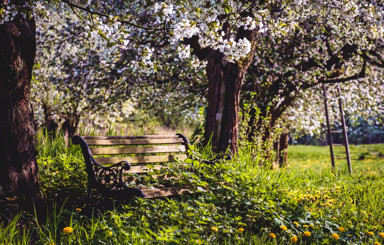 Photo wallpaper greens, grass, trees, flowers, bench, yellow, dandelion, glade